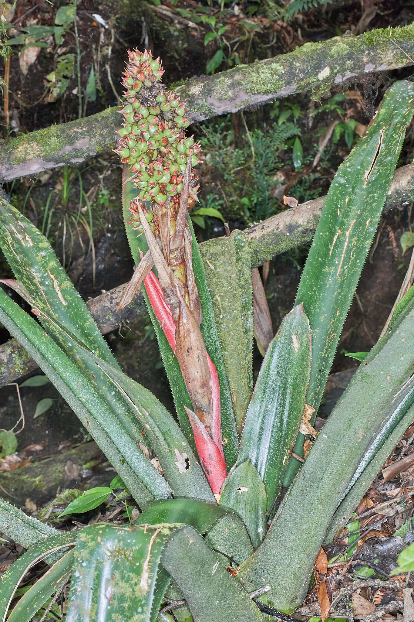 Слика од Hohenbergiopsis guatemalensis (L. B. Sm.) L. B. Sm. & Read