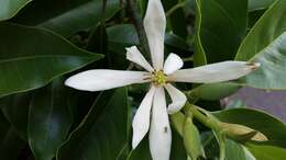 Image of Magnolia alba (DC.) Figlar