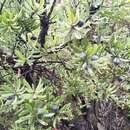 صورة Persoonia muelleri subsp. muelleri