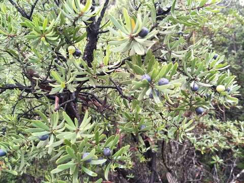 صورة Persoonia muelleri subsp. muelleri