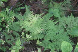 Plancia ëd Athyrium spinulosum (Maxim.) Milde