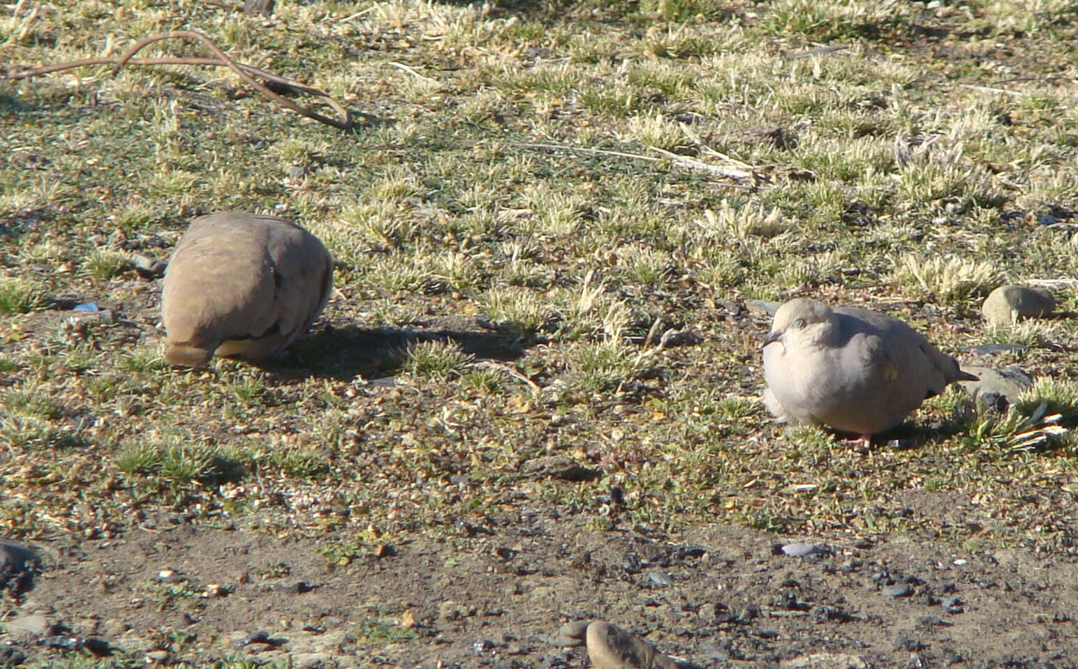 Image of Golden-spotted Ground Dove