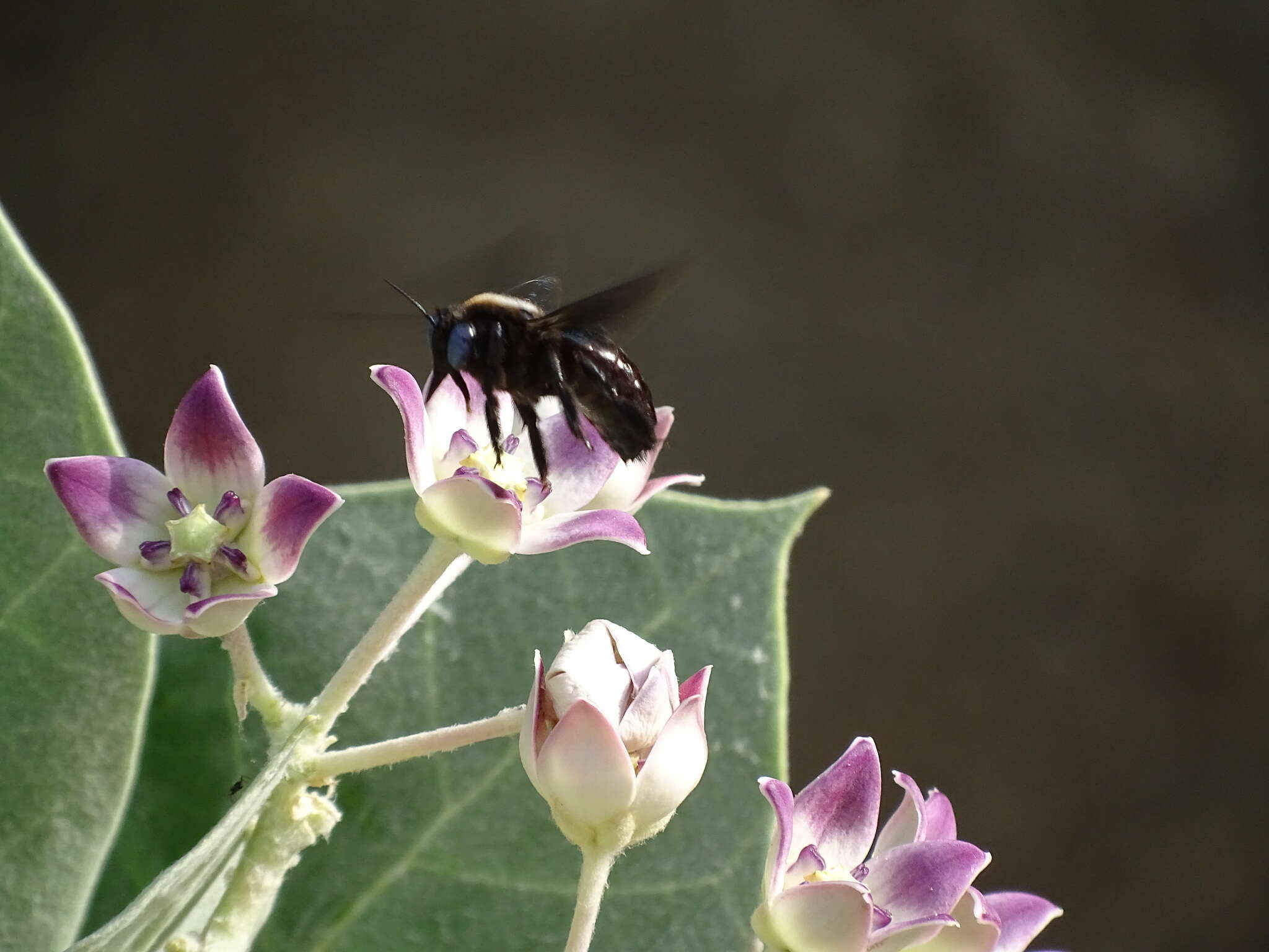 Image of Xylocopa sulcatipes Maa 1970