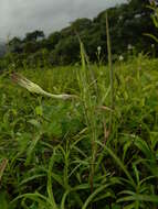 Image de Ceropegia attenuata Hook.