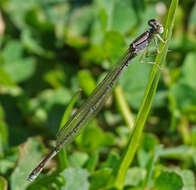 Image of Orange Bluet