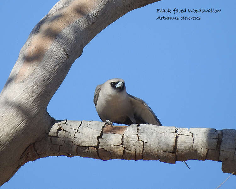 Image of Black-faced Woodswallow