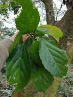 Image of Cordia dodecandra DC.