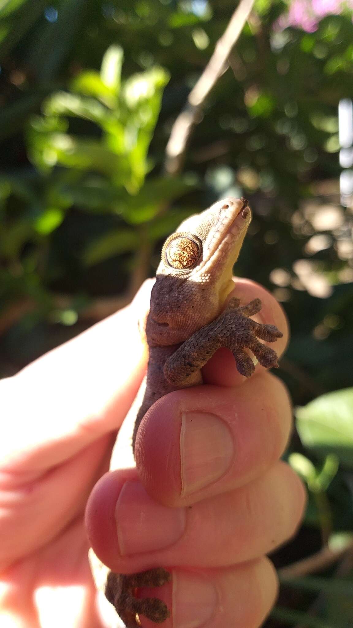 Image of Wahlberg's Velvet Gecko