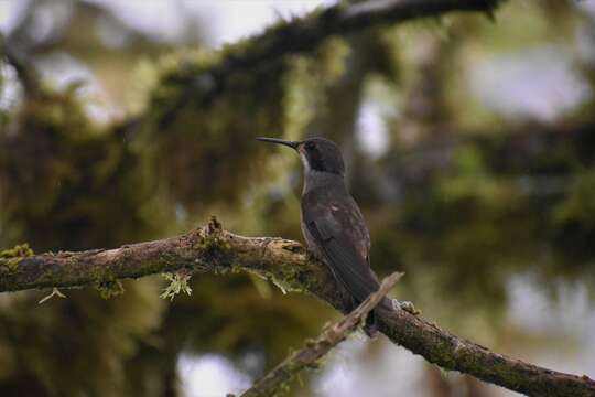 Image of Brown Violet-ear