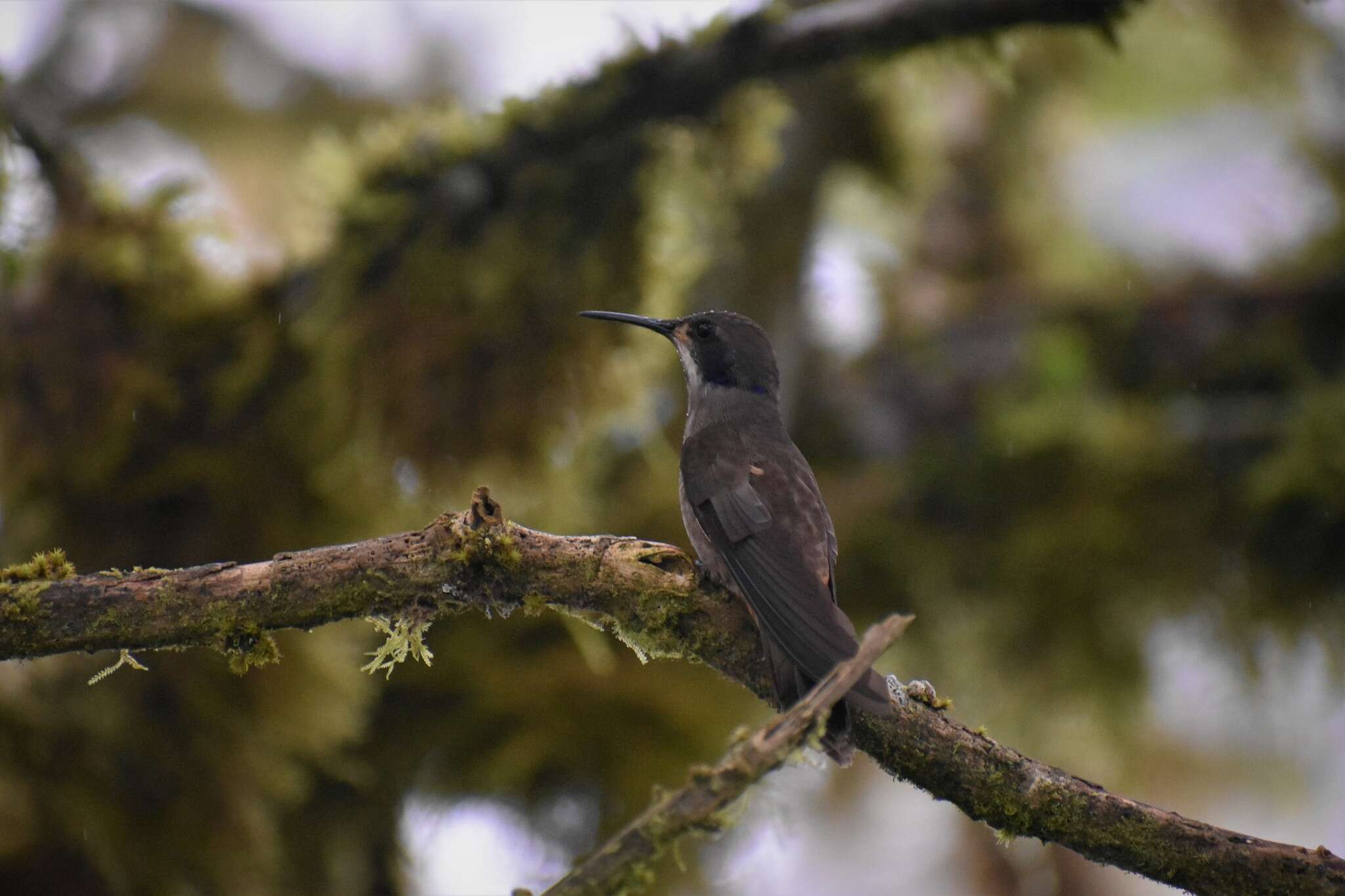 Colibri delphinae (Lesson & R 1839) resmi