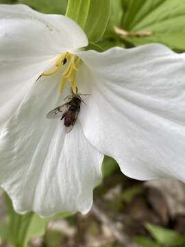 Imagem de Chalcosyrphus libo (Walker 1849)