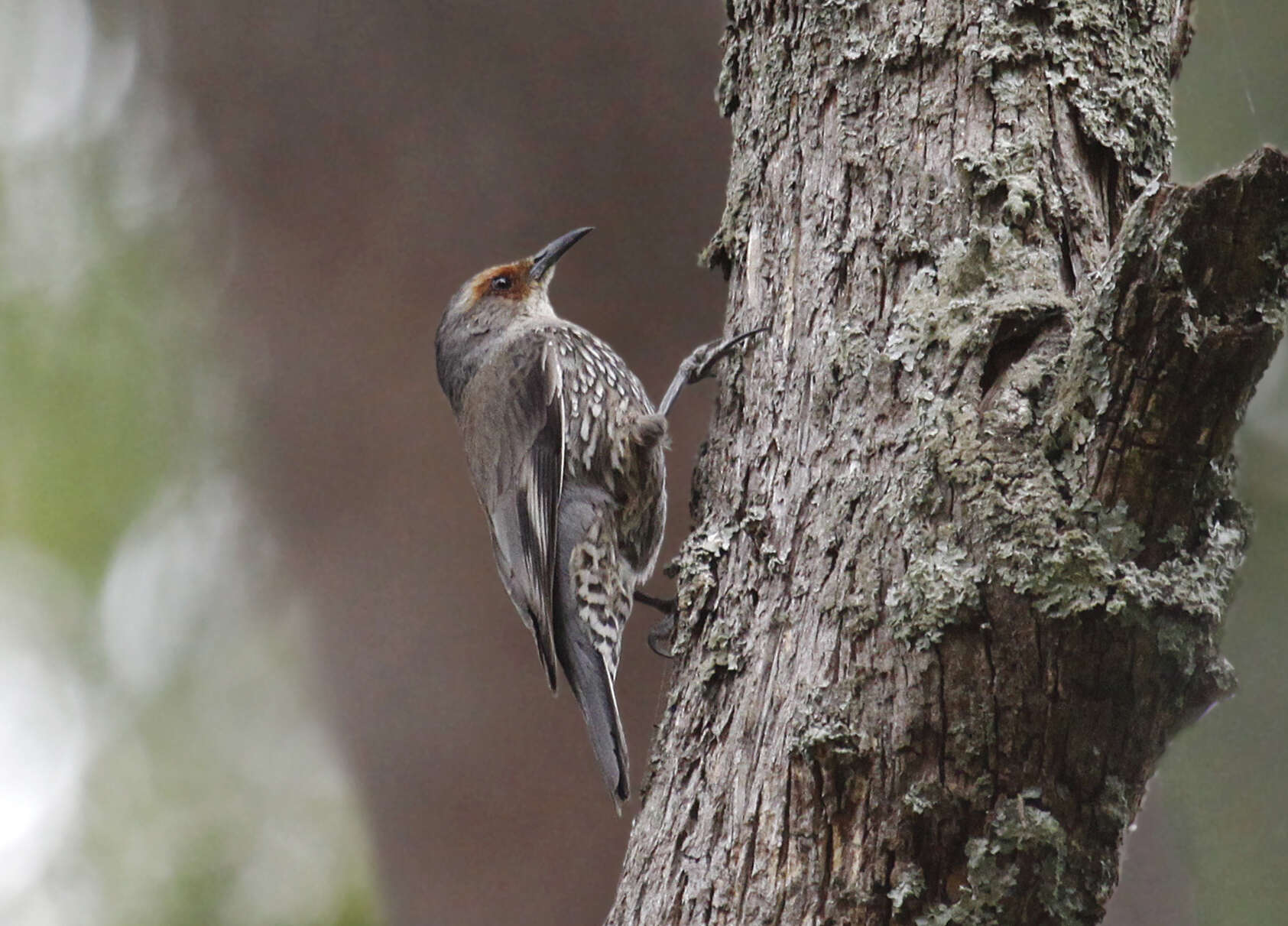 Image of Red-browed Treecreeper