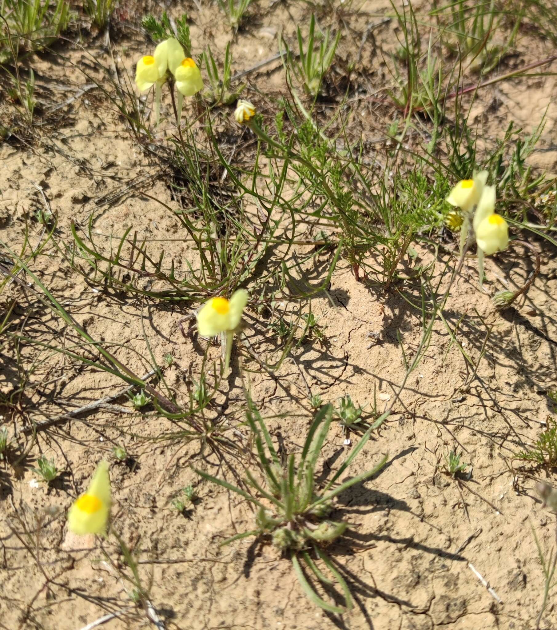 Image of Linaria haelava (Forssk.) Del.