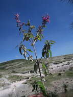 Imagem de Salvia ramosa Brandegee