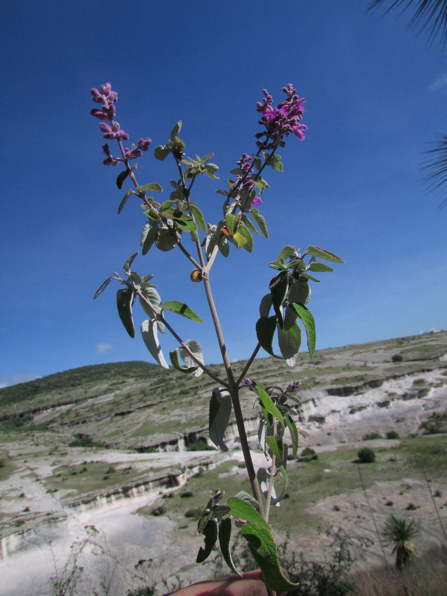 Sivun Salvia ramosa Brandegee kuva