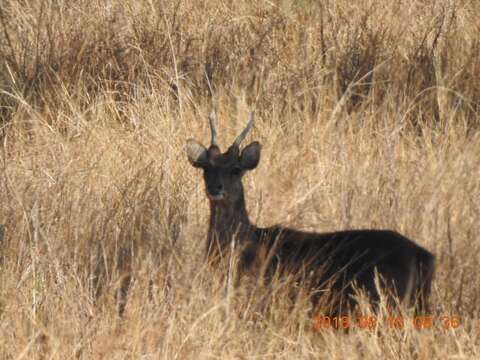 Image of Javan Deer