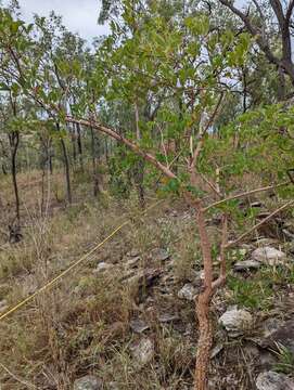 Sivun Coelospermum reticulatum (F. Muell.) Benth. kuva