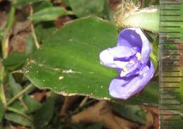 Image de Coleotrype natalensis C. B. Clarke