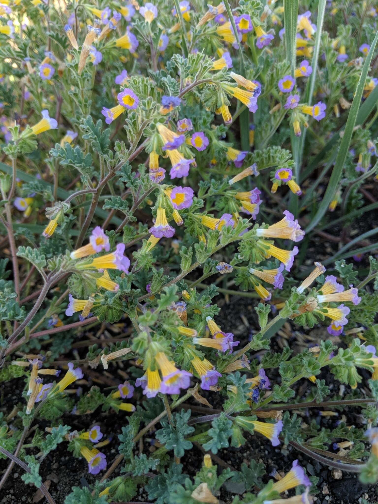 Image of twocolor phacelia