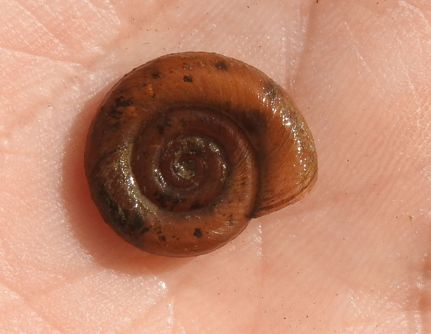 Image of Ram's Horn Snail