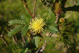 Image of Mimosa bonplandii Benth.