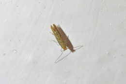 Phyllonorycter messaniella (Zeller 1846)的圖片