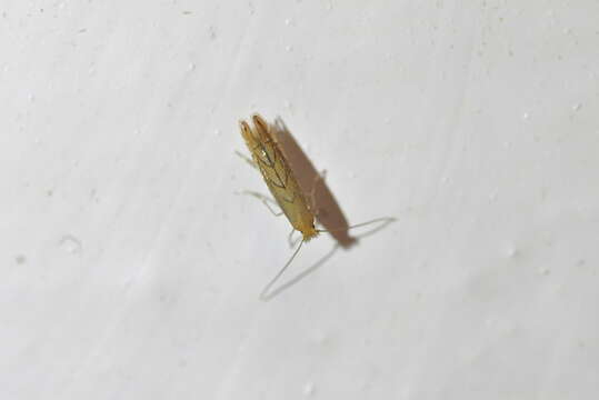 Phyllonorycter messaniella (Zeller 1846)的圖片