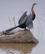 Image of African Darter