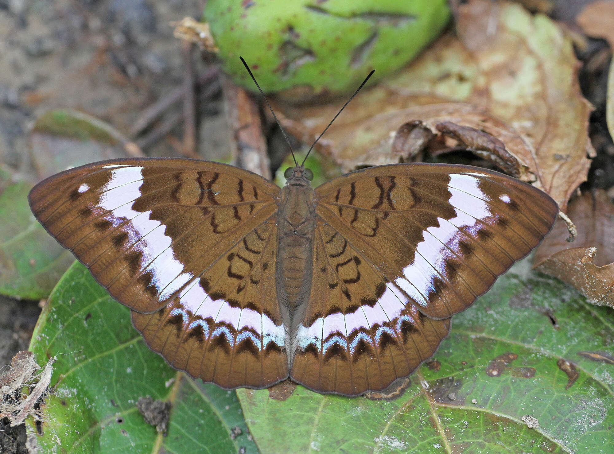 Image of Tanaecia cibaritis Hewitson 1874