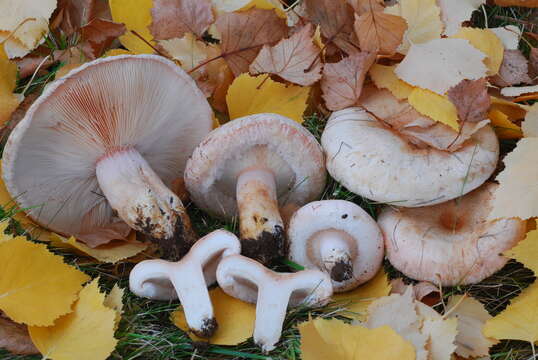 صورة Lactarius pubescens Fr. 1838