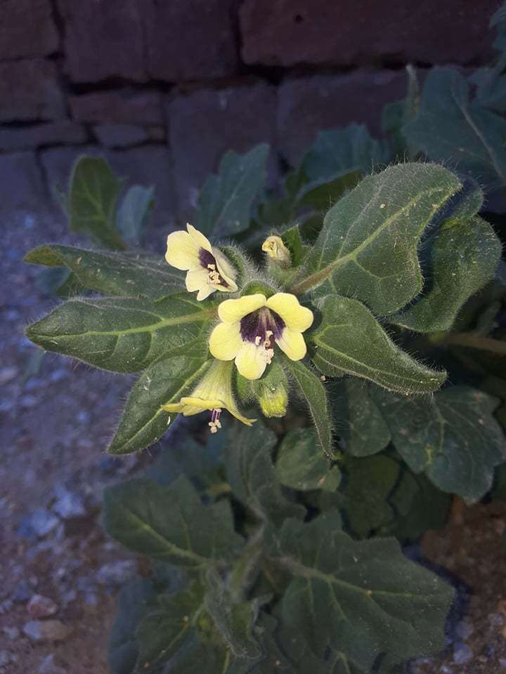 Image of white henbane