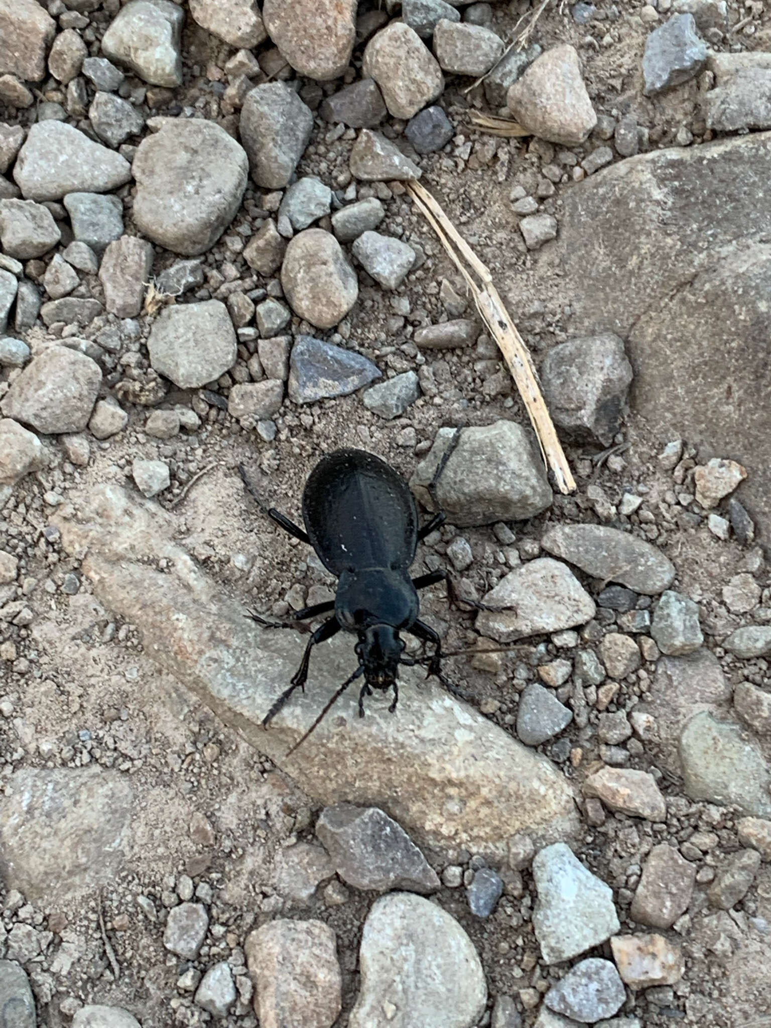 Image of Carabus (Oreocarabus) taedatus Fabricius 1787