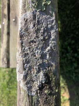 Image of California thelomma lichen