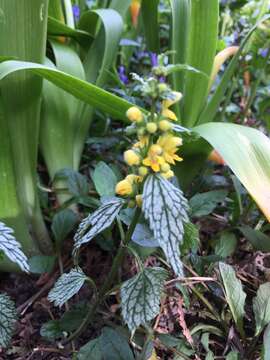 Image of Lamium galeobdolon subsp. flavidum (F. Herm.) Á. Löve & D. Löve