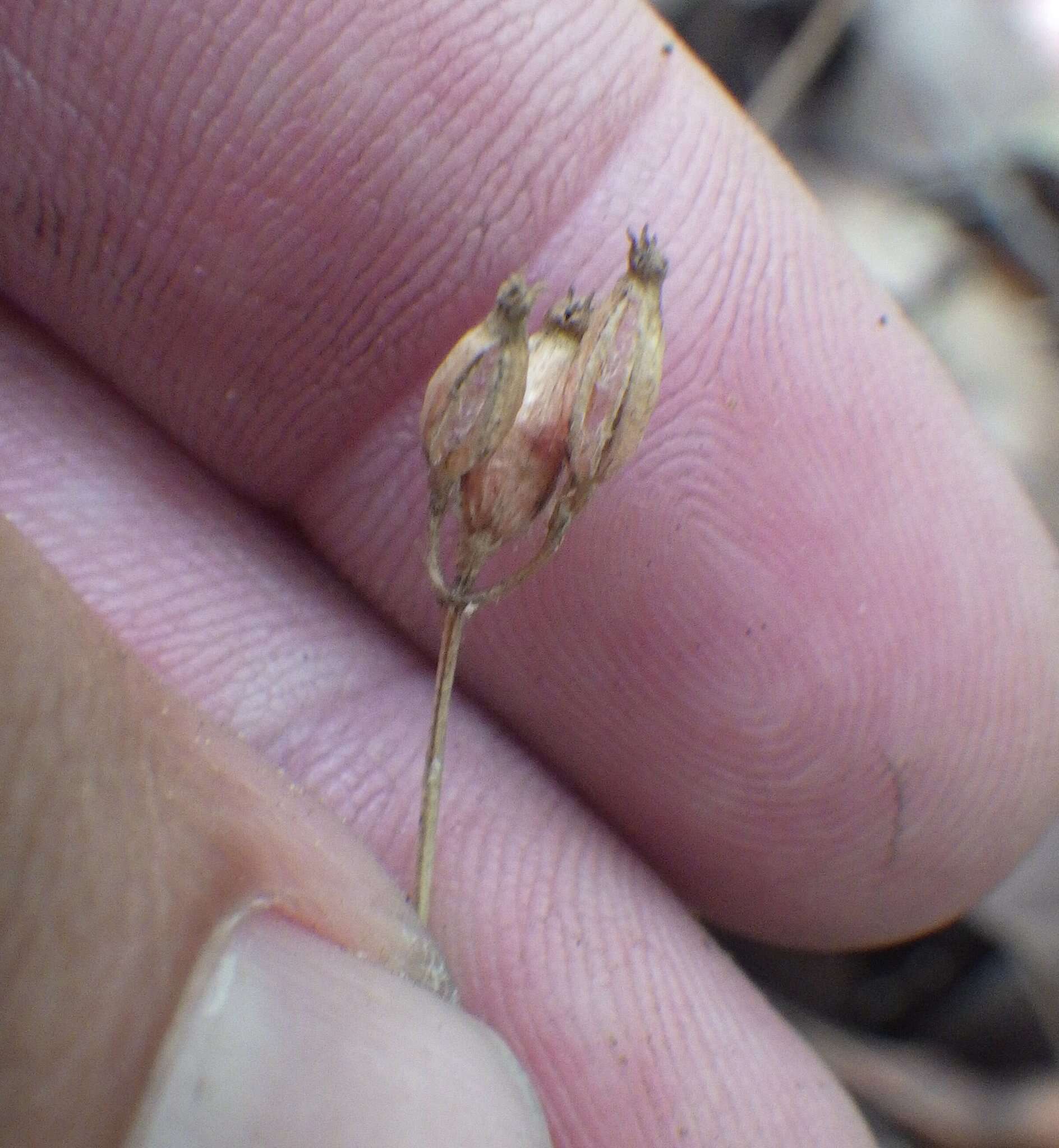 Image of parasitic ghostplant