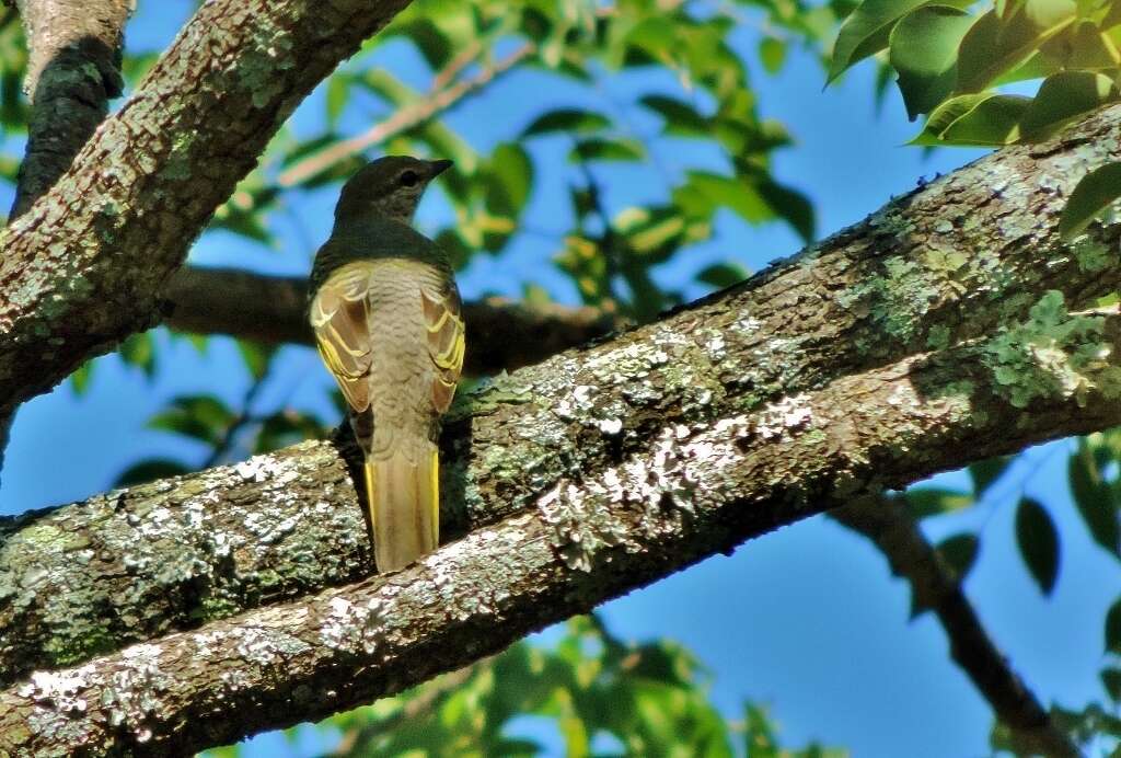 Image of Campephaga Vieillot 1816