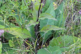 Image of nettle-leaf mullein