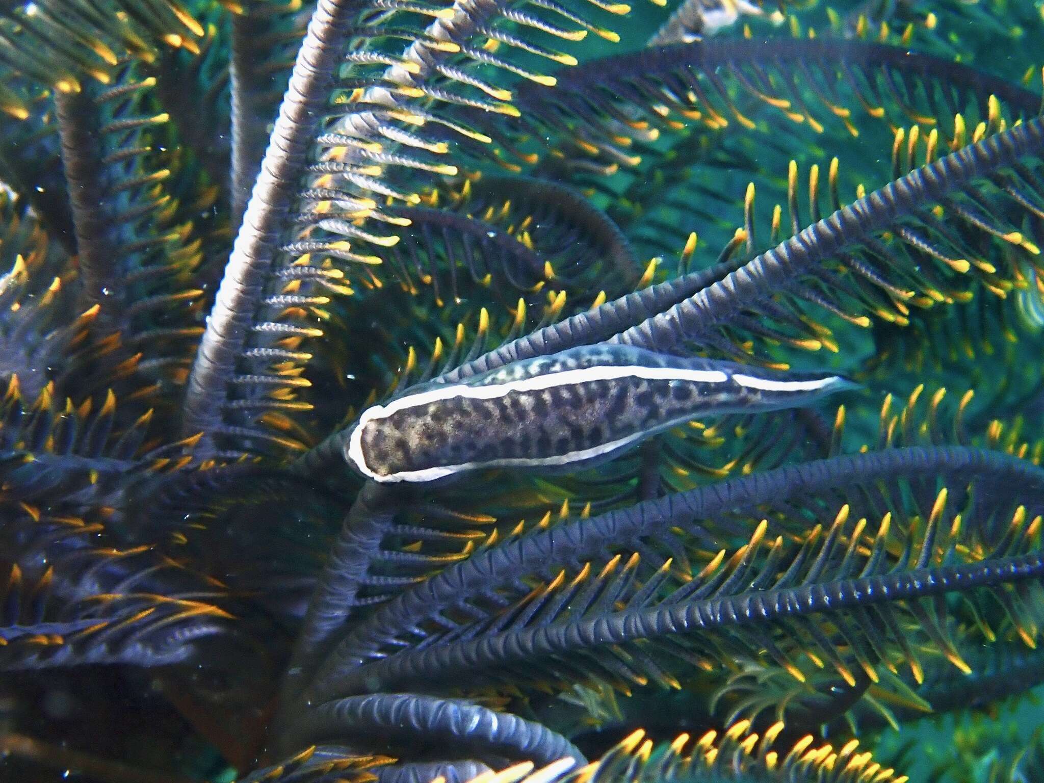 Image of Oneline clingfish