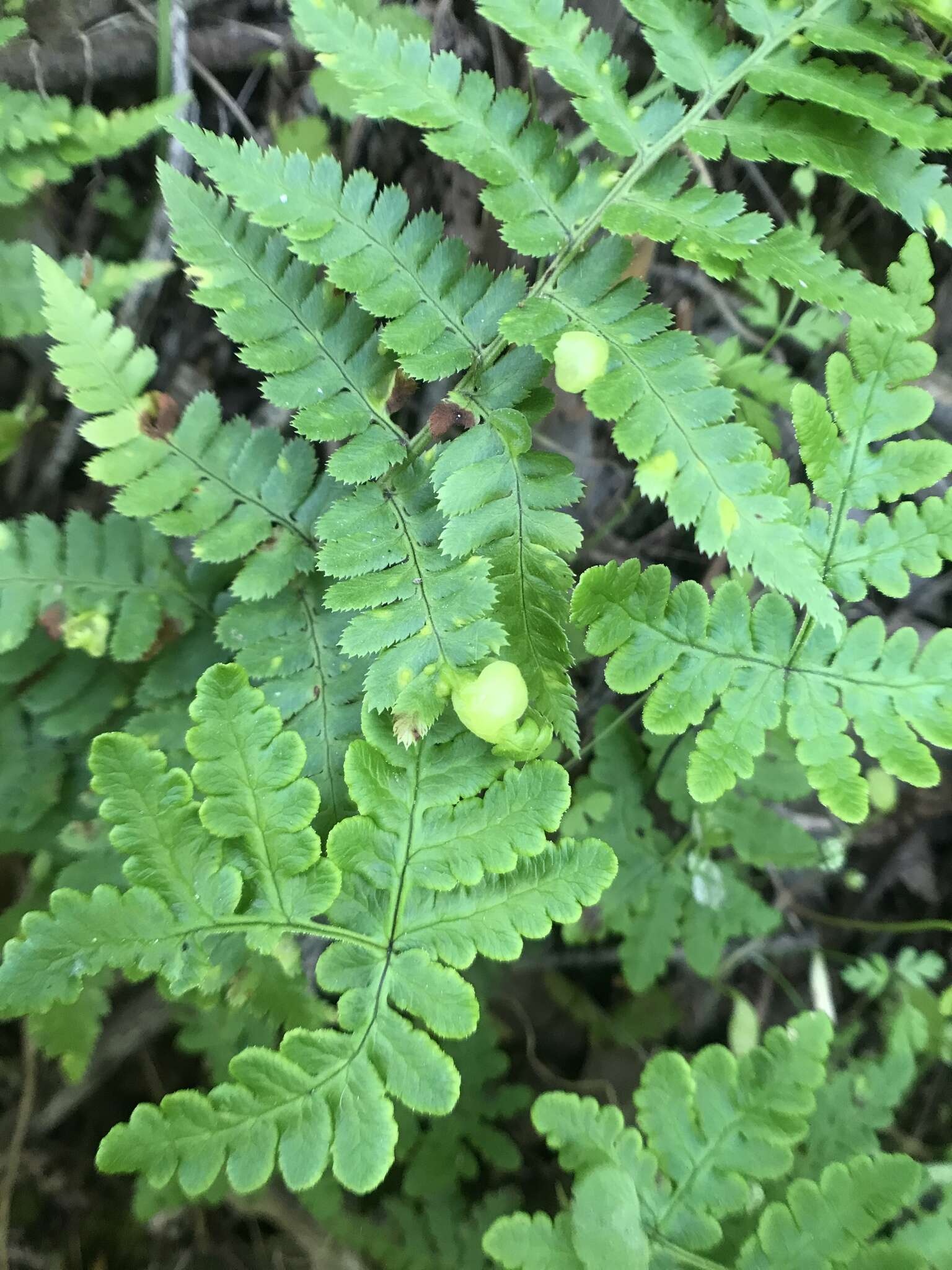 Plancia ëd Taphrina californica Mix 1938