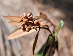 Image of Sarcolaena codonochlamys Baker