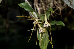 Image of Dendrobium tetragonum var. melaleucaphilum (M. A. Clem. & D. L. Jones) Dockrill
