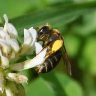 Image of Andrenine bee