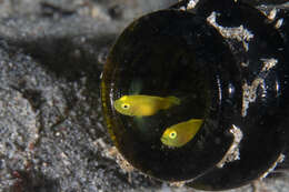 صورة Lubricogobius