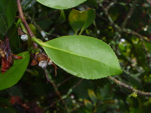 Image of Sasanqua camellia