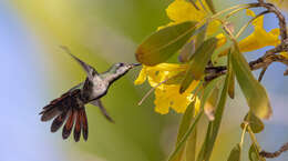 Plancia ëd Anthracothorax dominicus (Linnaeus 1766)