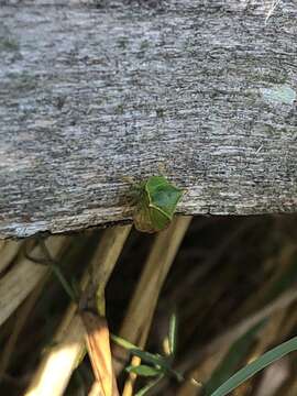 Image of Buffalo treehopper