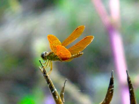 Image of Mexican Amberwing