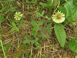 Sivun Trifolium reflexum L. kuva