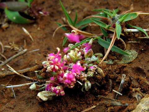 Imagem de Gisekia pharnaceoides L.