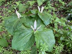 Trillium chloropetalum var. giganteum (Hook. & Arn.) Munz resmi